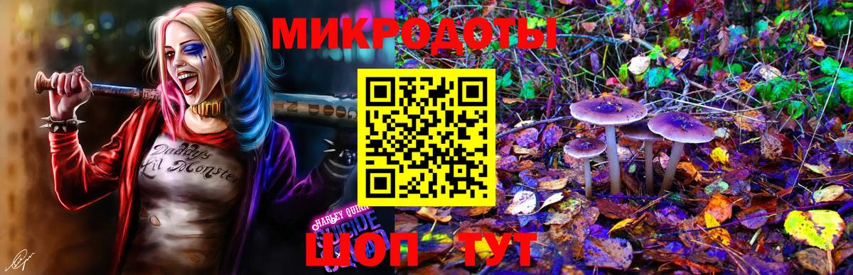 Галлюциногенные грибы Psilocybe Знаменск